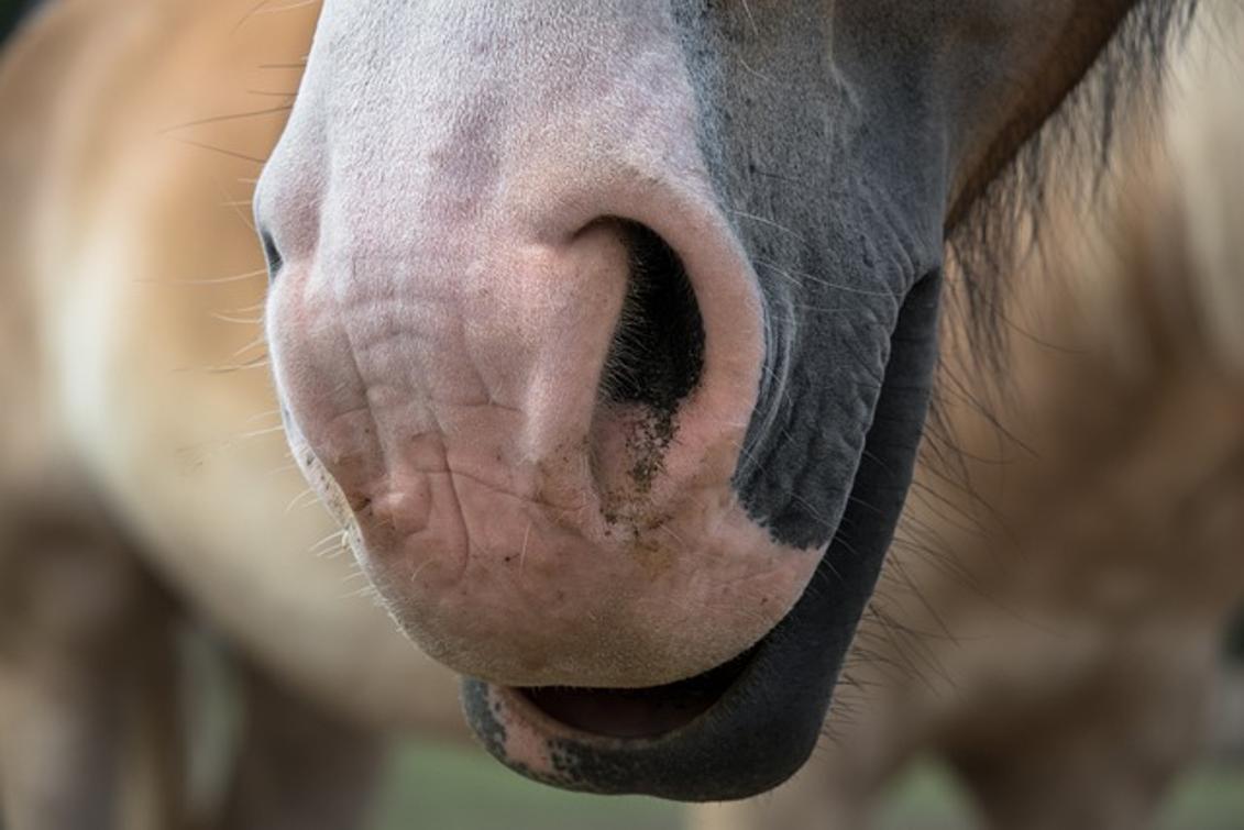 Comment te mouches-tu avec un anneau nasal ?